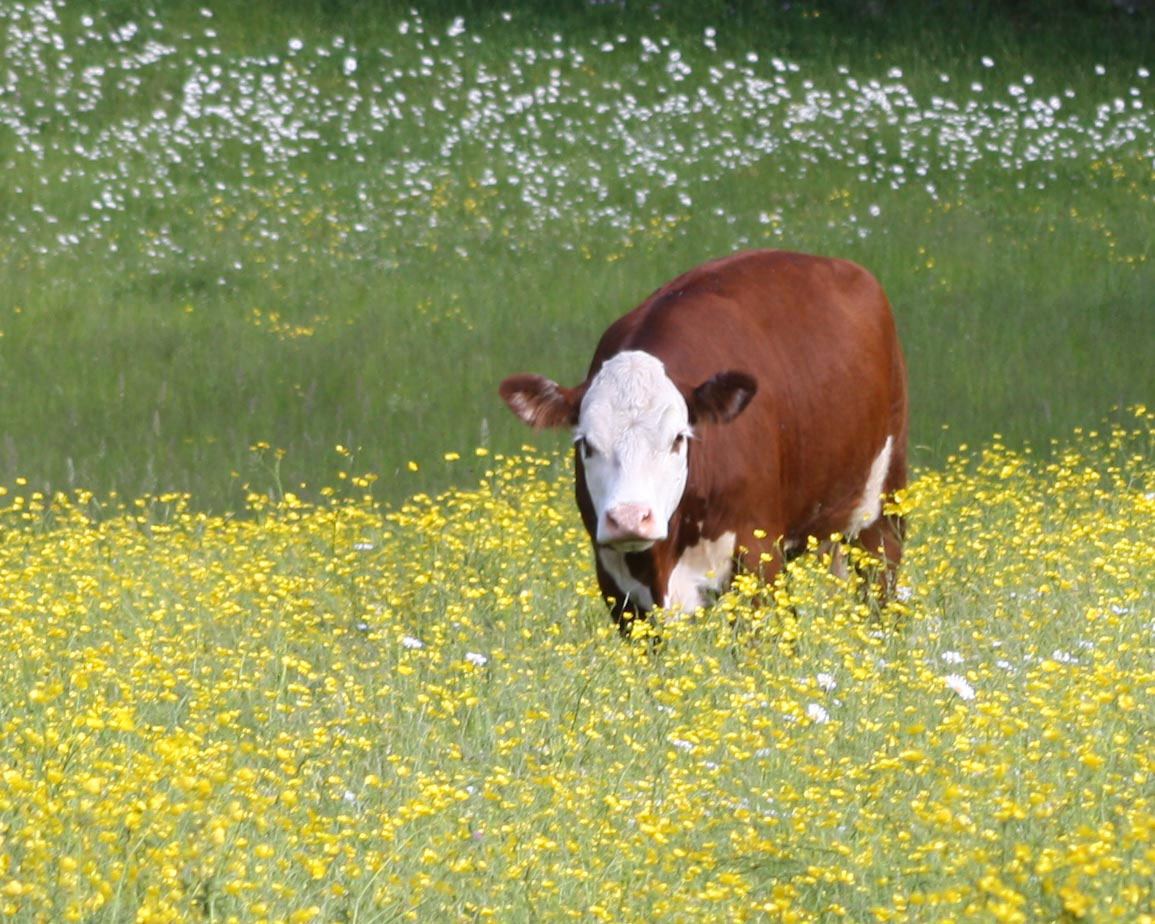 Hereford cow in buttercup field, New Braintree MA