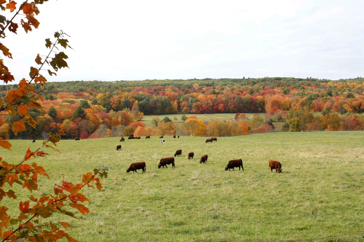 Cows grazing in autumn pasture, New Braintree MA
