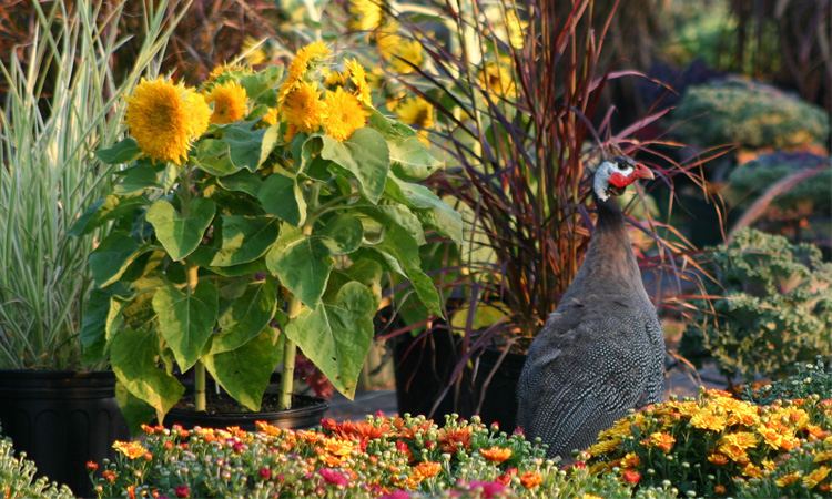Guinea hen among flowers and sunflowers at a New Braintree farm