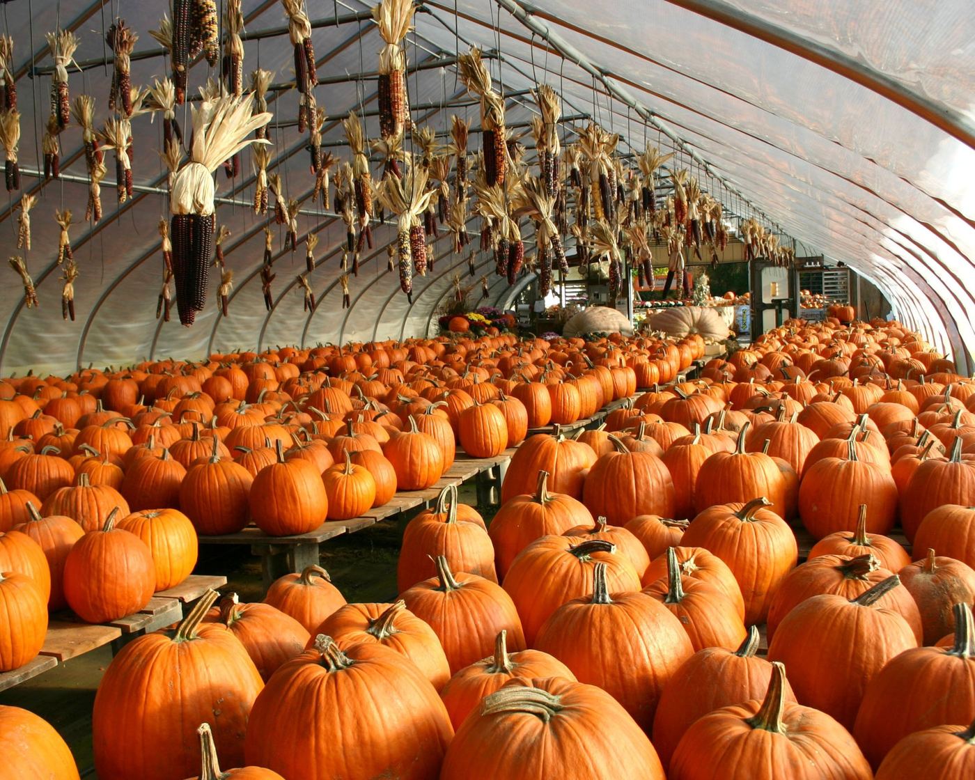 Howe's Fall greenhouse filled with pumpkins and hanging corn in New Braintree